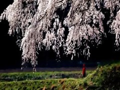 कक्षा कट्टर जापानी प्राकृतिक Sakura छात्रा