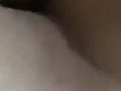 kedi